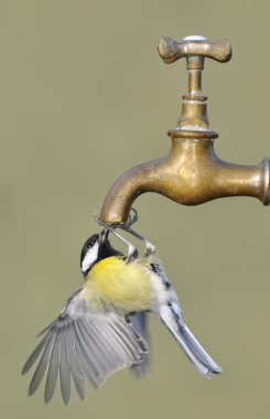 Thirsty bird. clipart