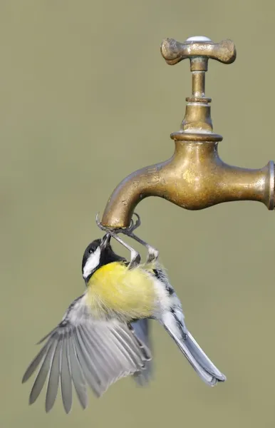 Thirsty bird. — Stock Photo, Image