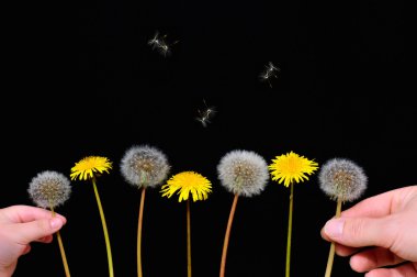 tarasacum officinale.