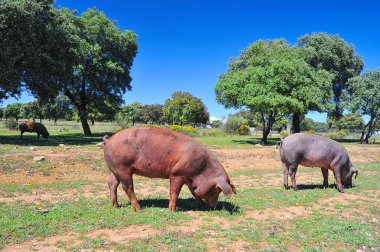 Iberian pork. clipart