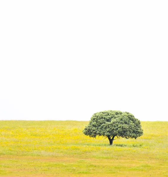 Ensam träd. — Stockfoto