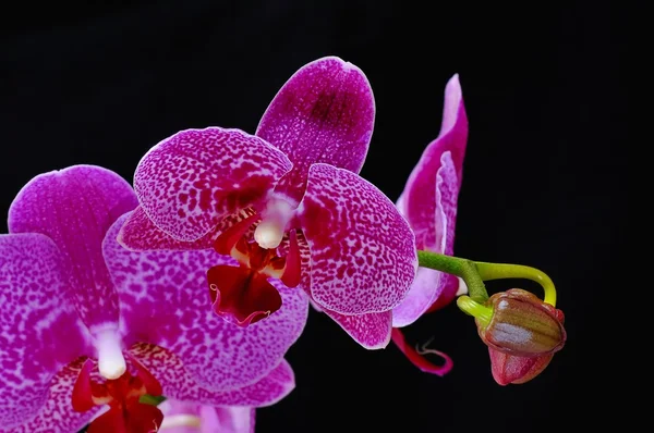 Orchidea rózsaszín. — Stock Fotó