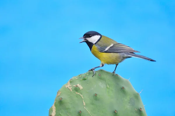 stock image Great tit.