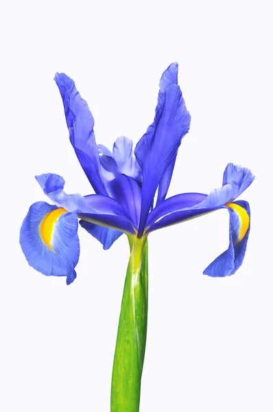 Blå iris. — Stockfoto