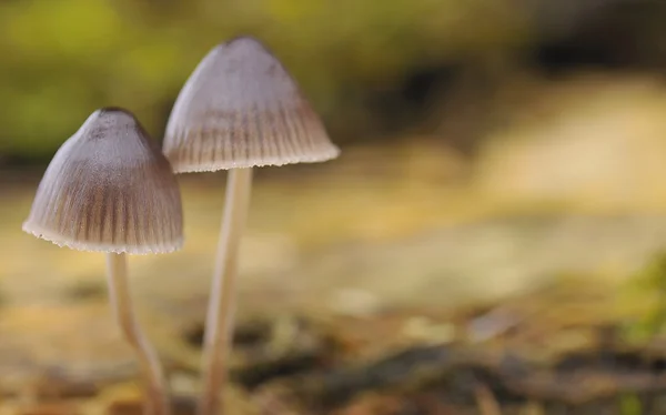Mushrooms. — Stock Photo, Image