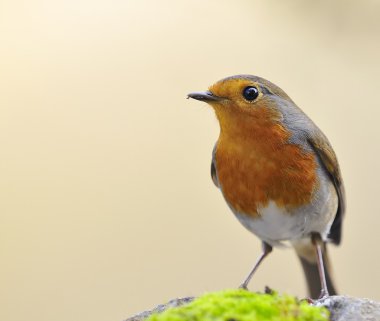 Robin, Erithacus rubecula,