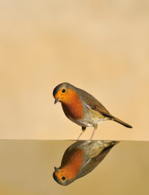 Robin, Erithacus rubecula,