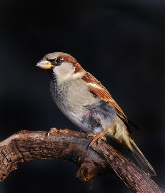 Sparrow. clipart