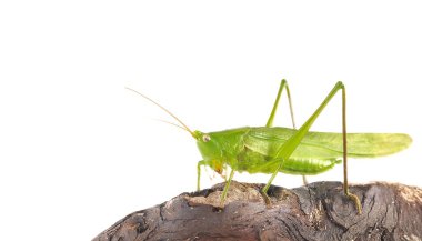 Grasshopper. clipart