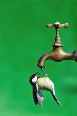 Thirsty bird. clipart