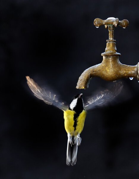 Птица в полете.