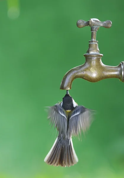 물 먹는 새. — 스톡 사진