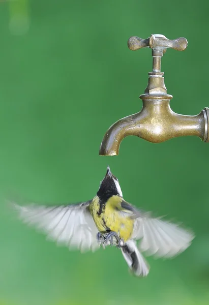 Thirsty bird. — Stock Photo, Image