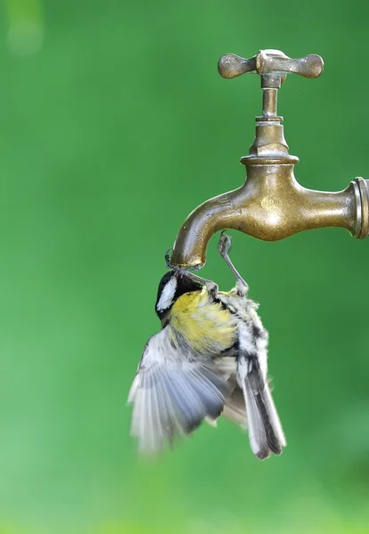 Pájaro sediento . —  Fotos de Stock