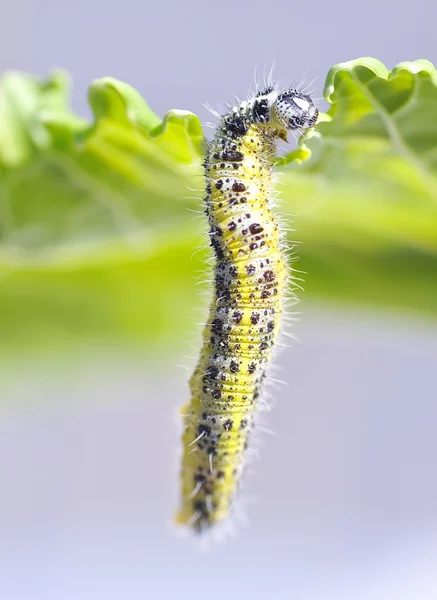 stock image The cabbage Caterpillar