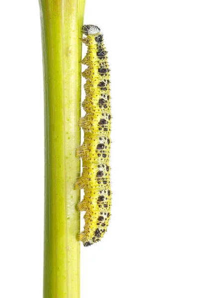 Kål caterpillar — Stockfoto