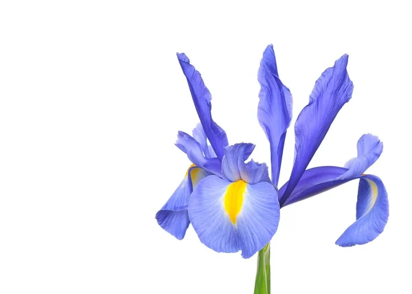 Blue lily. — Stockfoto