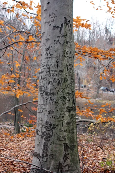 Tree Carvings — Stock Photo, Image