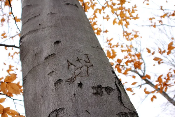 Love Tree Carving II — Stock Photo, Image