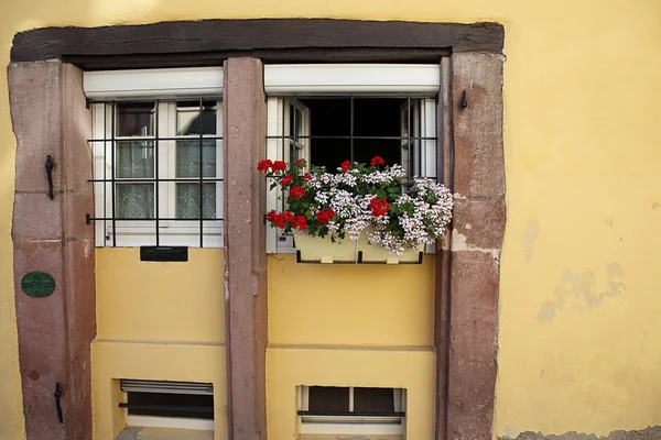 Вікно & квітка — стокове фото