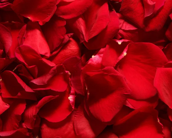 stock image Red rose petals.