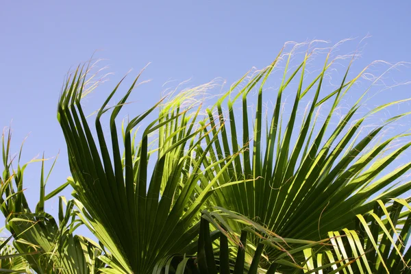 Hojas de palma en el viento — Foto de Stock