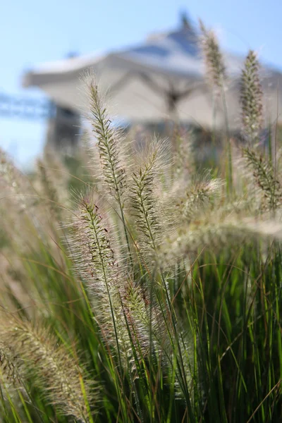 Sombrilla de hierba y playa . — Foto de Stock
