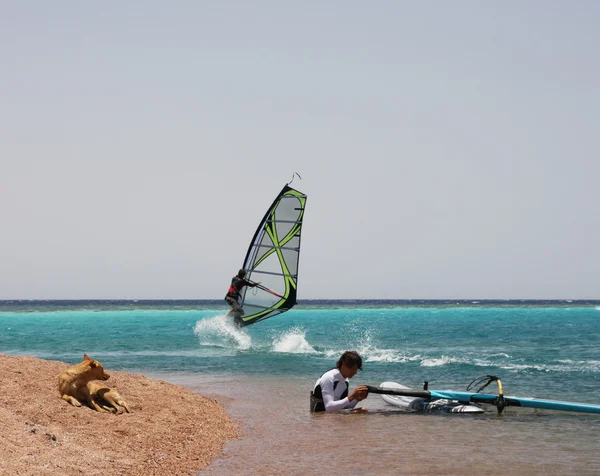 Windsurfing a pes. — Stock fotografie