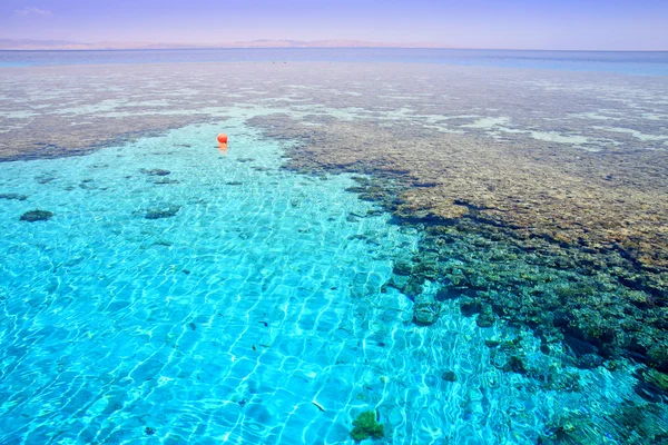 サンゴ礁 (2)。赤い海。エジプト. — ストック写真