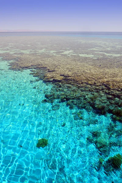 Seascape med korallrev "napoleon". Röda havet. Egypten. — Stockfoto