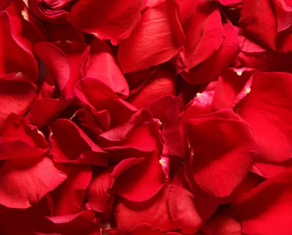 Hintergrund roter Blütenblätter. — Stockfoto