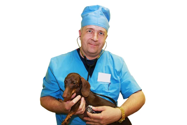 兽医和腊肠狗. 图库照片