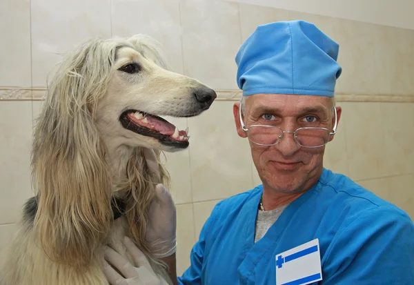 Veteriner ve afgan hound. Stok Fotoğraf