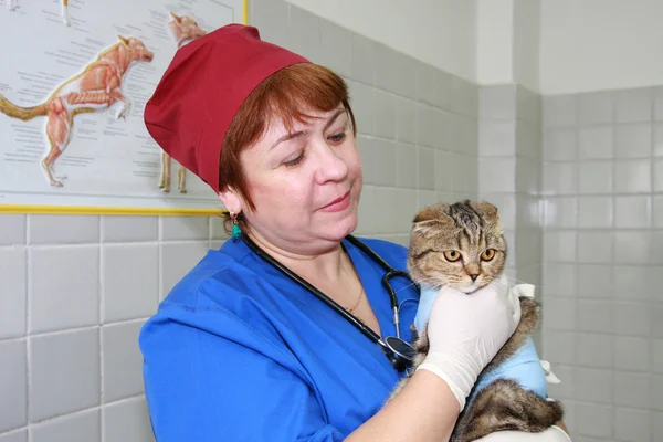 Veteriner ve kedi. — Stok fotoğraf