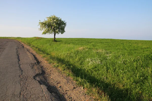 stock image Lonely blooming tree at the edge of the road.