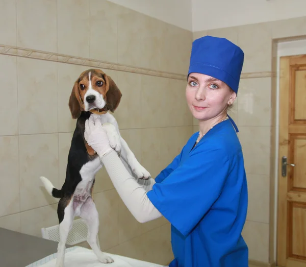 Veterinaria y perro . —  Fotos de Stock