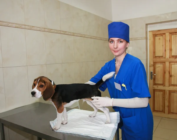 VET-kadın ve beagle köpek. — Stok fotoğraf
