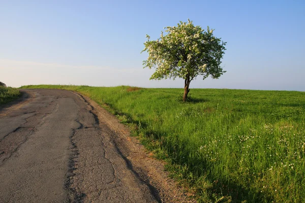 Eenzame boom aan de rand van de weg. Stockafbeelding