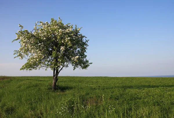 孤独盛开树在草地上. 免版税图库照片