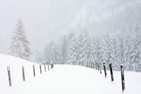 Zimowa scena Zdjęcie Stockowe