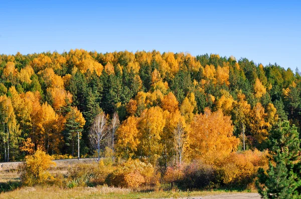 秋の森 ロイヤリティフリーのストック画像