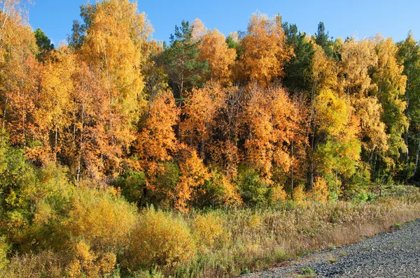 Herbstwald lizenzfreie Stockfotos