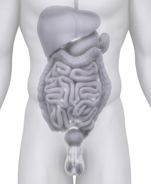 Male abdominal organs anatomy illustration on white clipart