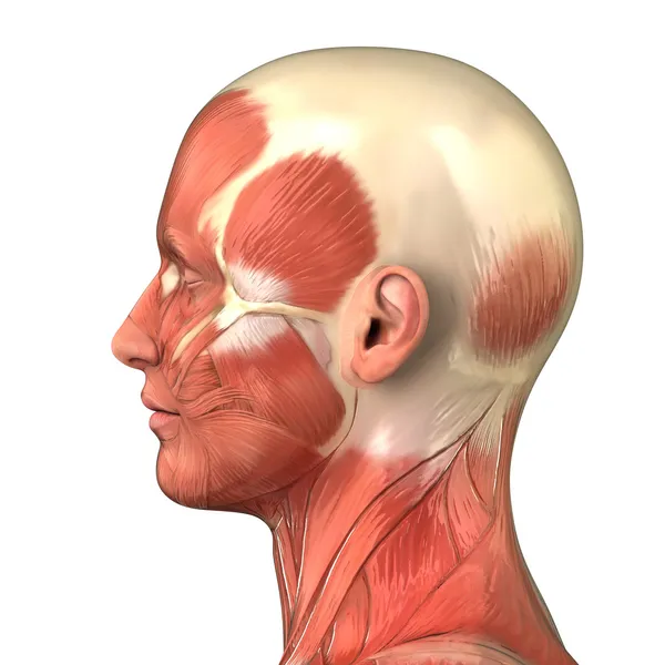头部肌肉系统解剖右外侧查看 — 图库照片