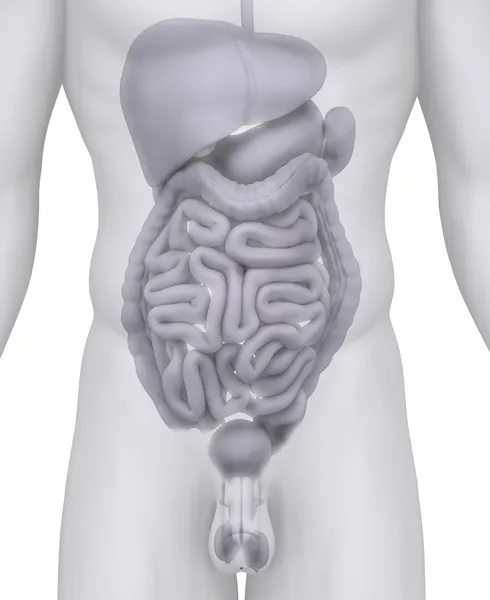 在白色的男性腹部器官解剖图 — 图库照片