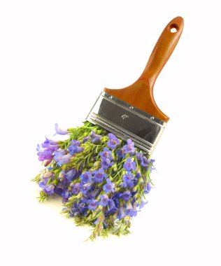 Wildflower paintbrush clipart