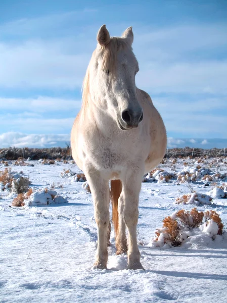 Arabian horse — Stock Photo, Image
