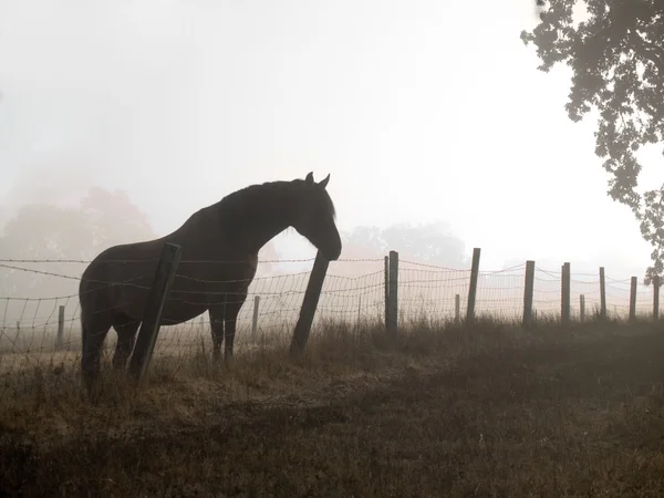 Лошадь на туманном утреннем пастбище — стоковое фото