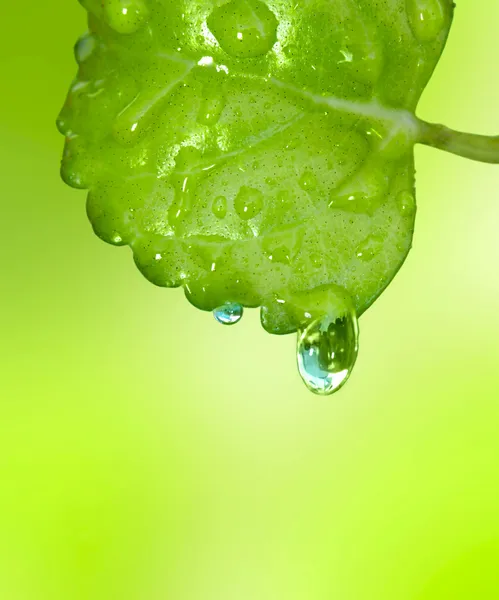 Green leaf with two water drops — Stock Photo, Image