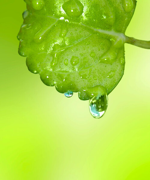 Зеленый лист с двумя капельками воды
